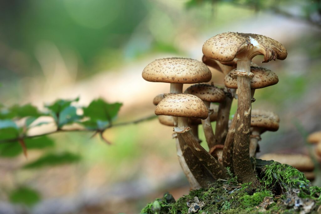 Detailed close-up of wild mushrooms on mossy forest ground with blurred background.