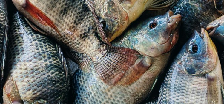 Close-up of fresh tilapia fish stacked together at a market, showcasing freshness and industry.