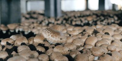 Close-up view of cultivated button mushrooms growing in an indoor farm environment.